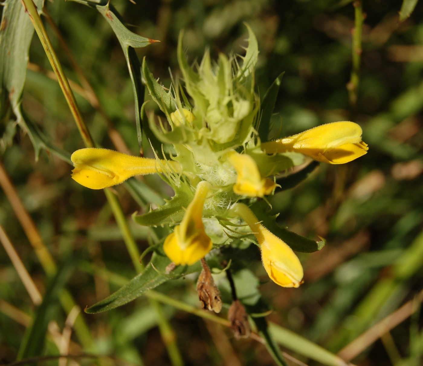 Melampyrum dal Monte Pallano (CH)